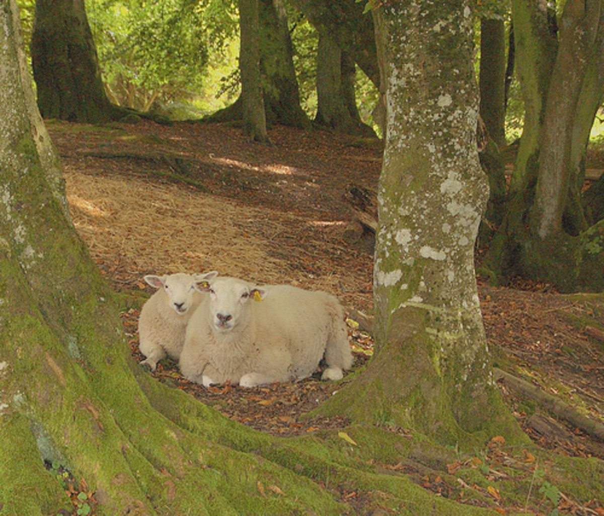 Grazing rights Sheep grazing