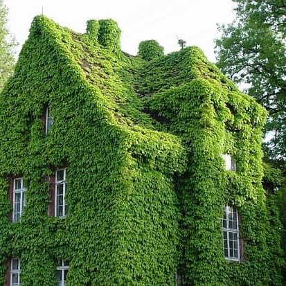Ivy covered house from the garden Ivy covered house from the garden