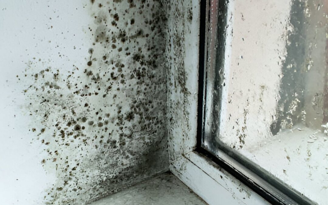 ‘Tis the season of damp and mould