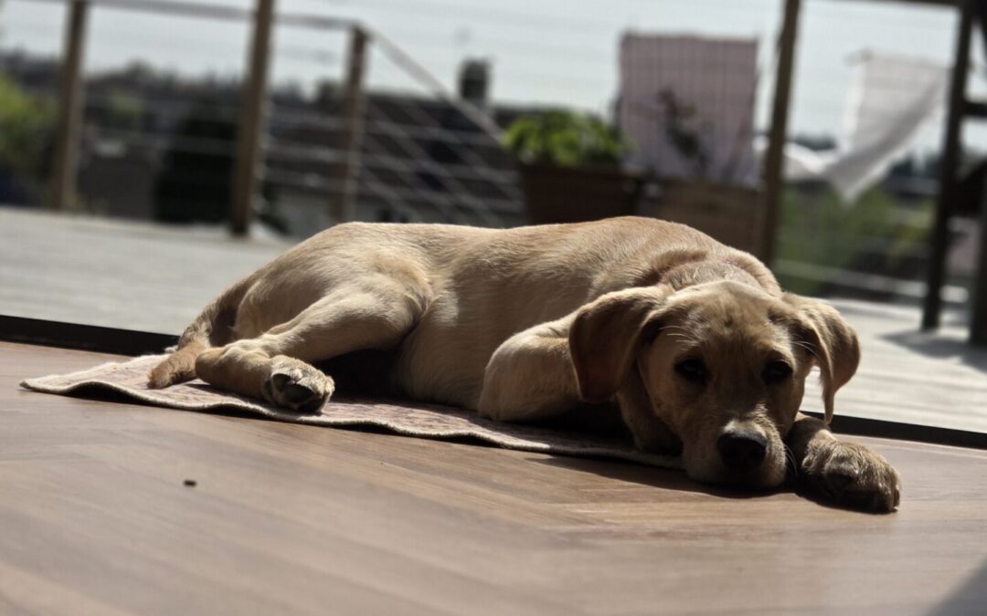 Pets at home