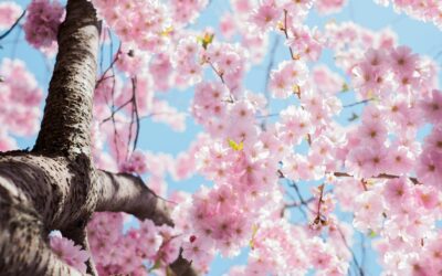 Spring into maintenance mode