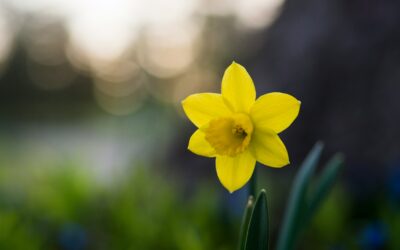 Landlordiaid Cymru a Lloegr – beth yw’r gwahaniaeth?