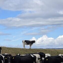 Sheep grazing